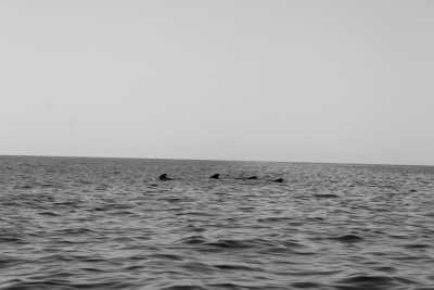 Spain - Costa Adeje - Eco - Whale Watching, Explore, Hike & Beach: Escape European winter and enjoy the nature of Tenerife through outdoor activities 🌴 🤿 - 2