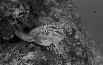 Indonesien - Pulau Balbulol - Raja Ampat YOGA Liveaboard Escape to Explore the 5 Great Magical Diving Spots - 2