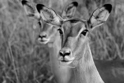 Kenya - Mara river - Safari Adventure in 4x4 Jeep to Masai Mara - Lake Nakuru - Amboseli - Nairobi🦁ALL inclusive! - 1