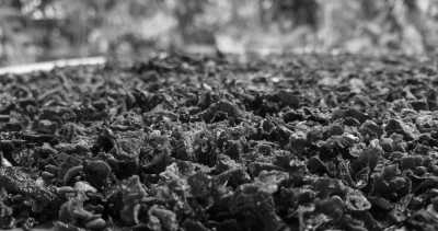 Costa Rica - La Gamba centro - Co-working und Volunteering im Regenwald Costa Ricas - 24