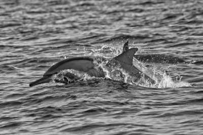 Indonesia - Lovina Beach - Bali: Work. Swim. Watch Dolphins. Repeat.