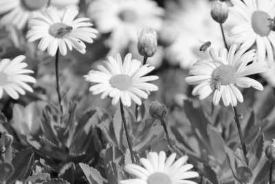 Kanada - Journey Behind the Falls - Explore and have fun in Toronto and Niagara Falls! - 2