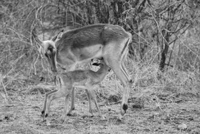 South Africa - Manyeleti Game Reserve - Südafrika: Wilde Tiere, der Krüger Nationalpark! - 4
