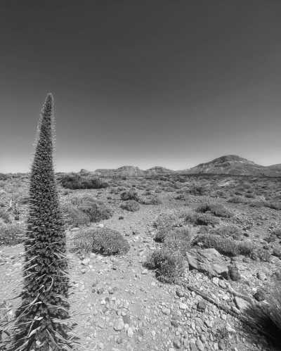 Spain - Teide National Park - ✨ Celebrate New Years Eve in the Subtropical island of Tenerife 🌴 Start 2023 with your toes in the sand and a Sangria in your hand! 🍹 - 4