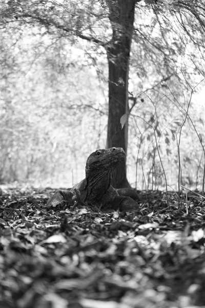 Indonesien - Padar Island - Explore Komodo Island : The Real Jurassic Park - 7