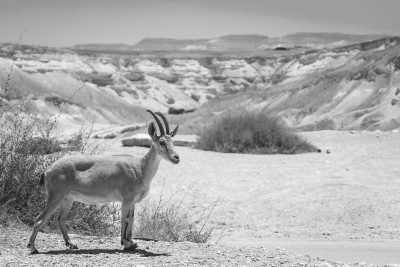 Israel - Masada National Park - Explore Israel in 6 days 🇮🇱 Culture, Culinary & Cool Adventures - 2