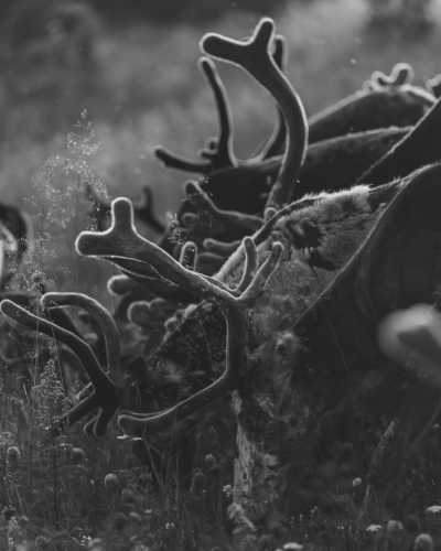 Schweden - Nipfjallet - Idre- An adventure with Pure nature and Huskies dogs.