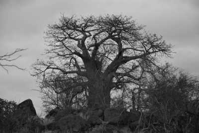 South Africa - Karoo Gariep Nature Reserve - Südafrika: das Kap, der Wein, die große und kleine Karoo, Gardenroute, garantierte Durchführung - 2