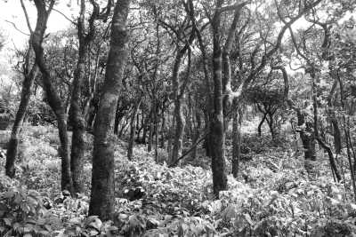 Sri Lanka - Thangappuwa - Exploring Knuckles: Hiking the Hidden Gem of Sri Lanka - 8