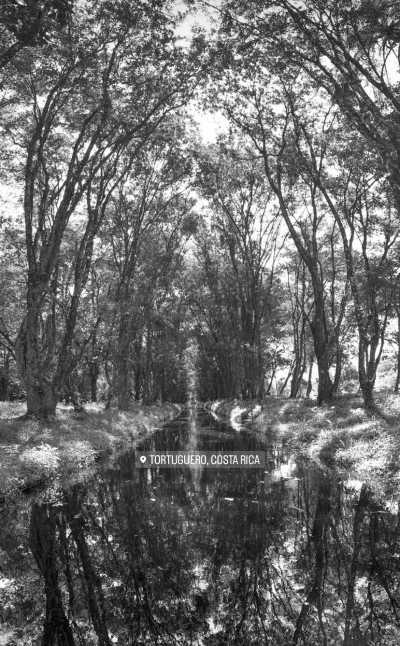 Costa Rica - Tortuguero - Caribbean Delights: A Journey through Costa Rica - 4