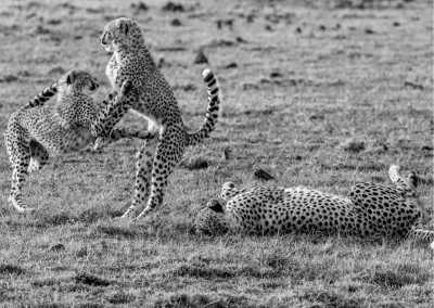 Kenya - Masai Mara National Reserve - Traveling to Maasai Mara, Kenya on a Budget - 3