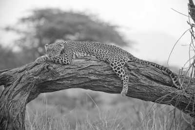 Eastern Africa - Masai Mara National Reserve - 🌍 KENYA & ZANZIBAR through Safari and Paradise beaches
