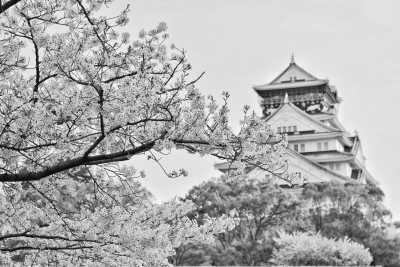 Japan - Osaka - Blossoms & Cities: Japan’s Spring Adventure 2025 - 1