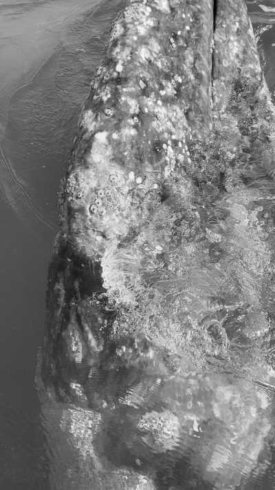 Mexico - Guerrero Negro - 5-day Gray Whale Adventure in Baja, Mexico! - 2