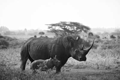 Eastern Africa - Masai Mara National Reserve - 🌍 KENYA & ZANZIBAR through Safari and Paradise beaches - 1
