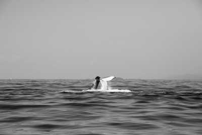 Dominikanische Republik - Samaná - Get a taste of The Dominican Republic - One month trip in Paradise, rum tasting and more! - 3