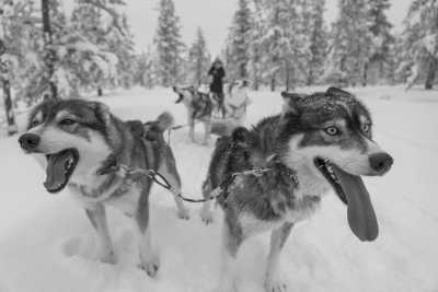 Finland - Rovaniemi - Winter Adventure in Finland❄️ Northern Light, Snowmobile, Reindeer, Ice Floating, Icebreaker, and Santa Claus Village☃️ - 1