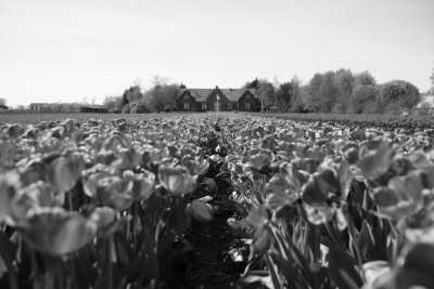 Niederlande - Amsterdam - It's Spring Time in the Netherlands: One Week Tour to Explore and Have Fun! 🇳🇱