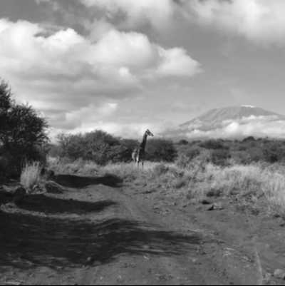 Kenia - Amboseli National Park - Kenyan Wonders Safari: All inclusive Maasai Mara, Lake Nakuru, Amboseli and Nairobi Adventure - 7