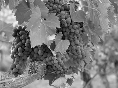 Italy - Montepulciano - 5 Day Winetrip Through the Vinyards of Tuscany, Italy!