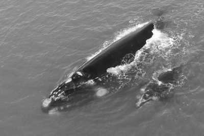 Brazil - Imbituba - Unforgettable Trip to Brazil: Trekking, Surfing, Yoga, Whale Watching, and More - 1