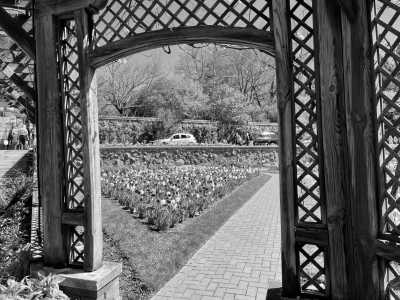 United States - The North Carolina Arboretum - USA Road Trip - Spring Rhododendrons in Blue Ridge parkway and Great Smoky Mountains, tunnels and waterfalls! - 1