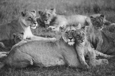 Kenia - Kenya Safari Adventure: Maasai Mara, Lake Nakuru, and Amboseli Expedition for an Unforgettable Safari Experience - JoinMyTrip