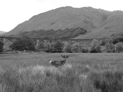 Vereinigtes Königreich - Fort William - 11 Days, 10 Nights, Edinburgh, Inverness, Isle of Sky, Ft William, Glasgow, London - 1