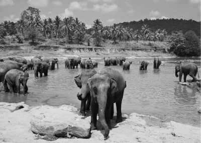 Sri Lanka - Udawalawe National Park - 17-Days CoWorking Adventure in SRI LANKA: Beach I Safari I Surf I Pool & BBQ