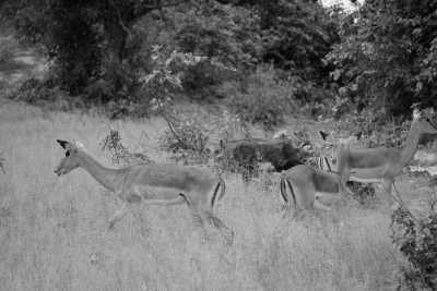 Namibia - Katima Mulilo - Namibia - Eine unvergessliche Reise mit Tierbegegnungen - 2