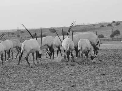 United Arab Emirates - Platinum Heritage Desert camp - Ultimate Dubai Getaway: Indulge in 6 Nights of Luxurious Bliss - 4