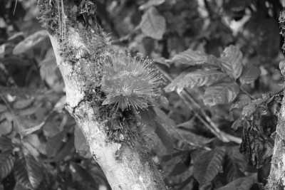 Ecuador - Rio Napo - 🌿 Ecuador Expedition: Amazonian Selva & Galápagos Marvels 🌊 (Single Occupancy) - 2