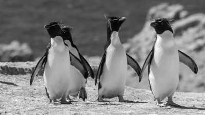 World - Stanley - Expedition to the End of the Earth: Discover Antarctica and Argentina - 1