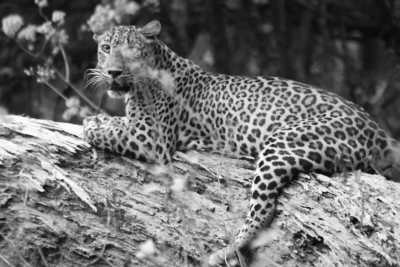 Sri Lanka - Wilpattu National Park - Explore Sri Lanka in LUXURY!! Stunning Beaches, Mountains, Waterfalls and Jungles I 15 Days - 7