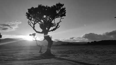 Portugal - Fanal Forestry Station - 🌅 Hike, explore and more! 🧘🏼The Ultimate Adventure in Madeira, Portugal🏄‍♂️ - 3