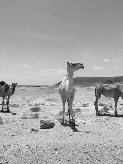 Ägypten - El Qulaan camp - Travel like a Local and Discover the beauty of Marsa Alam