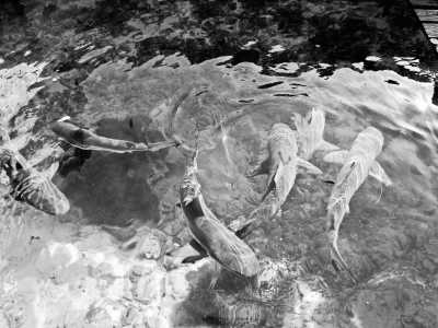 Indonesien - Karimun Jawa island - Explore Java Island Indonesia, Snorkeling, Hiking, Temple, Food, Culture - 4