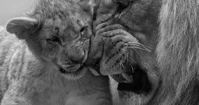 Tanzania - Ruaha National Park - Zanzibar & All big Parks in Tanzania. - 3