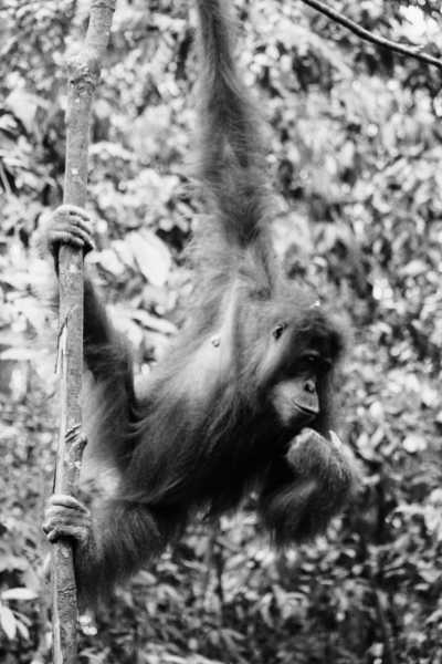 Indonesia - Bukit Lawang - Sumatra Serenity: Exploring Nature's Treasures in North Sumatra, Indonesia