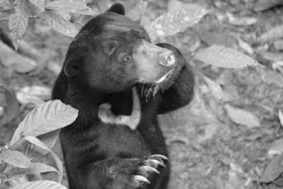 Malaysia - Sepilok - Discover Sabah Borneo: Immerse in Culture, Wildlife, and Nature in Malaysia - 3