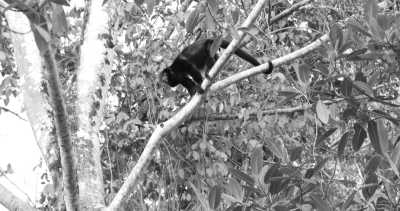 Bolivien - Rurrenabaque - Work and travel in South America - Volunteer in an Animal Sanctuary in Bolivia - 4