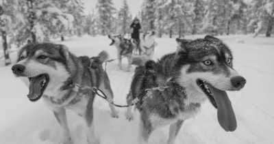 Finnland - Levi - Fotografieren lernen in Finnland - Eine unvergessliche Fotoreise im hohen Norden - 1