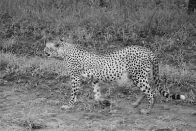 South Africa - Mountain Zebra National Park - Südafrika: das Kap, der Wein, die große und kleine Karoo, Gardenroute, garantierte Durchführung - 1