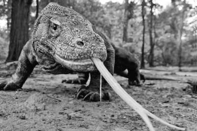 Indonesia - Komodo Island - Raja Ampat & Komodo - Schnorcheln oder Tauchen in Indonesien - 2