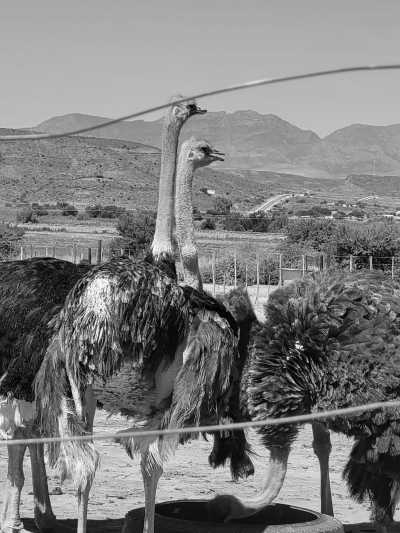 Südafrika - Wilderness - 🌄 Cape Town and Garden Route with a local - 10 Days  🌞   Best of South Africa  🌅 - 7