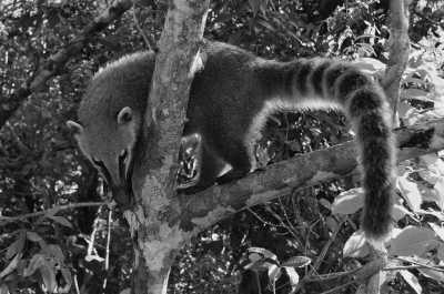 Brasilien - Ubatuba - 🇧🇷 Tomorrowland Brasil: Der perfekte Trip – Strände, Dschungel, Städte und das legendäre Festival! 🇧🇷 - 2