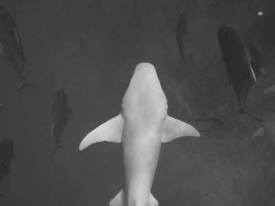 Maldives - Maafushi - Maafushi Marvels: Culinary, Culture, and Marine Adventures in the Maldives - 5