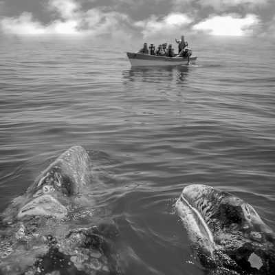 Mexico - Magdalena Bay - Baja California Mexico: 8 Day Whale & Whale Shark Safari + Glamping - 3