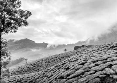 India - Happy Valley Tea Estate - Exploring Magical Darjeeling, India: Landscapes, Tea, and Culture - 1