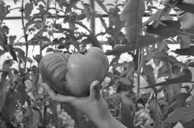 Germany - Berlin - Berlin Culinary Tour: Explore the Best Restaurants, Coffee, Pastries, and More in Germany! - 5